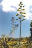 bloeiende agave